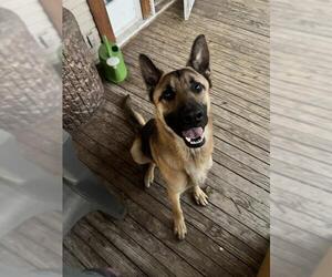 German Shepherd Dog Dogs for adoption in San Antonio, TX, USA