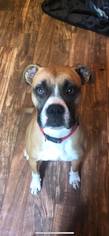 Boxer Dogs for adoption in greer, SC, USA