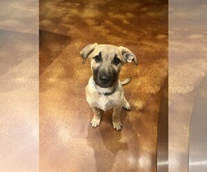 Anatolian Shepherd-German Shepherd Dog Mix Dogs for adoption in Pleasanton, TX, USA