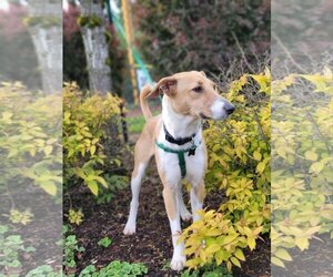Mutt Dogs for adoption in PORTLAND, OR, USA
