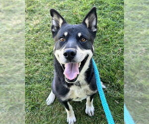 Siberian Husky-Unknown Mix Dogs for adoption in Sacramento, CA, USA