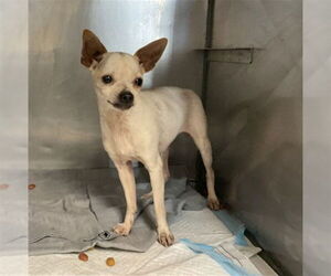 Chihuahua Dogs for adoption in San Bernardino, CA, USA