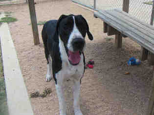 Great Dane Dogs for adoption in Plano, TX, USA