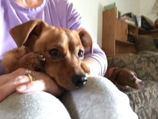 Chiweenie Dogs for adoption in Alvarado, TX, USA