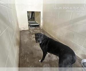 American Pit Bull Terrier-Unknown Mix Dogs for adoption in Ocala, FL, USA