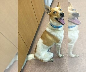 Australian Kelpie Dogs for adoption in Ogden, UT, USA