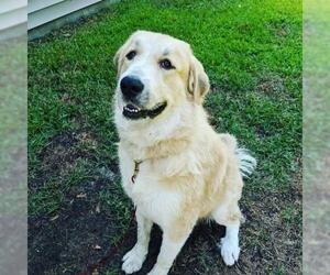 Golden Pyrenees Dogs for adoption in Murrells Inlet, SC, USA