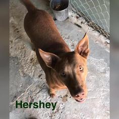 Medium Photo #1 Bull Terrier-Labrador Retriever Mix Puppy For Sale in Pembroke, GA, USA