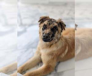 Australian Shepherd-Retriever Mix Dogs for adoption in Sandy, UT, USA