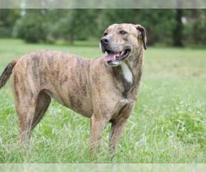 Catahoula Leopard Dog-Unknown Mix Dogs for adoption in Sarasota, FL, USA