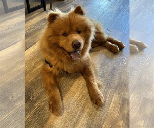 Chow Chow Dogs for adoption in Cliffwood, NJ, USA