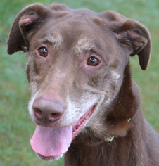 Labrador Retriever Dogs for adoption in Englewood, FL, USA