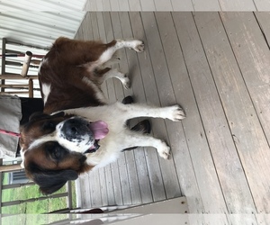 Saint Bernard Dogs for adoption in Harrisville, WV, USA