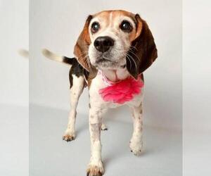Beagle Dogs for adoption in Wyandotte, MI, USA