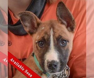 Medium Photo #4 Boxer-Bull Terrier Mix Puppy For Sale in Huntley, IL, USA