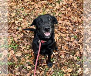 Mutt Dogs for adoption in Sparta, TN, USA