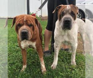 Chinese Shar-Pei Dogs for adoption in Potomac, MD, USA