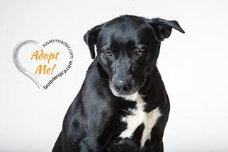 Borador Dogs for adoption in Warrenton, VA, USA