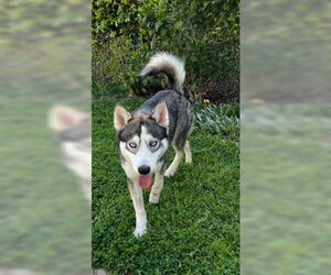 - Mix Dogs for adoption in Menifee, CA, USA