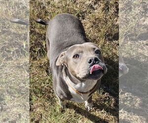 American Pit Bull Terrier-Unknown Mix Dogs for adoption in Melrose, FL, USA