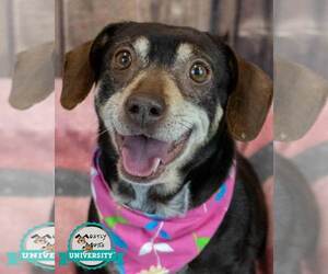 Doxle Dogs for adoption in Kennesaw, GA, USA