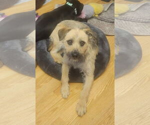 Mutt Dogs for adoption in New London, WI, USA