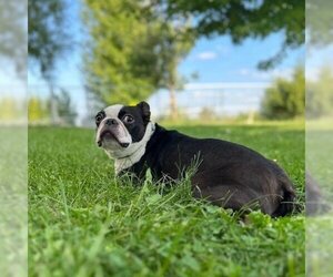 Boston Terrier Dogs for adoption in Milford , IA, USA