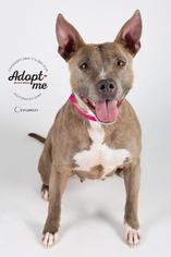 American Pit Bull Terrier Dogs for adoption in Ashland, WI, USA