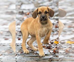 Daug Dogs for adoption in Seattle, WA, USA