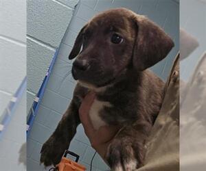 American Pit Bull Terrier Dogs for adoption in Temple, TX, USA