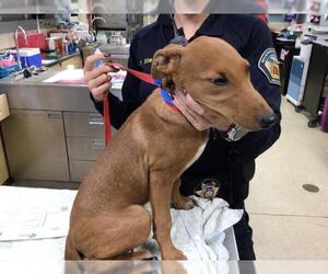 Rhodesian Ridgeback Dogs for adoption in Riverside, CA, USA