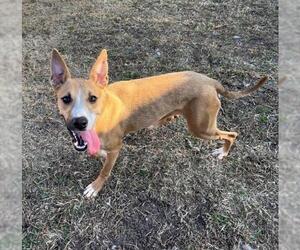 Mutt Dogs for adoption in Plano, TX, USA