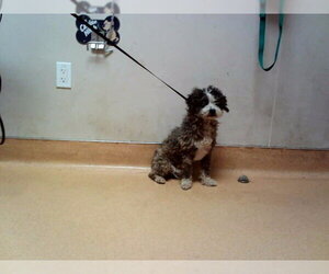 Mutt Dogs for adoption in Martinez, CA, USA