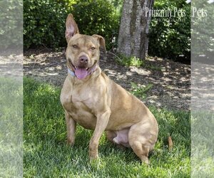 Bullboxer Pit Dogs for adoption in Hendersonville, TN, USA