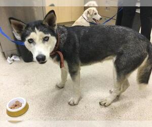 Siberian Husky Dogs for adoption in Riverside, CA, USA