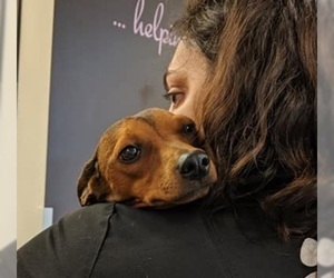 Chiweenie Dogs for adoption in Boston, MA, USA
