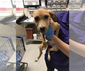Labrador Retriever-Unknown Mix Dogs for adoption in Conroe, TX, USA