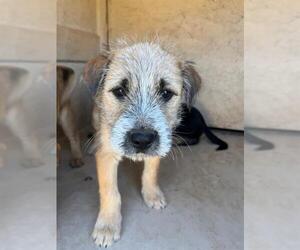 Mutt Dogs for adoption in Oklahoma City, OK, USA