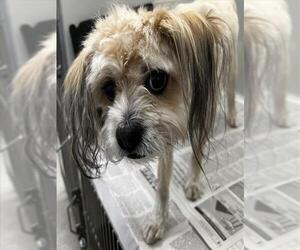 Mutt Dogs for adoption in Las Vegas, NV, USA