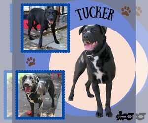 Boxador Dogs for adoption in Lindsay, CA, USA