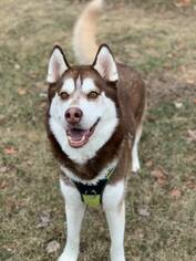 Alaskan Husky-Unknown Mix Dogs for adoption in Howell, MI, USA