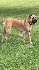 Black Mouth Cur-Boxer Mix Dogs for adoption in Lake Jackson, TX, USA