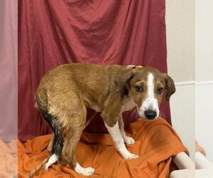 Doberman Pinscher-Unknown Mix Dogs for adoption in Modesto, CA, USA