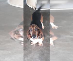 Basset Hound Dogs for adoption in Bonifay, MO, USA