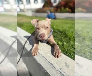 American Pit Bull Terrier Dogs for adoption in Berkeley, CA, USA