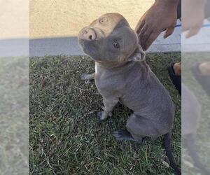 Staffordshire Bull Terrier Dogs for adoption in Houston, TX, USA