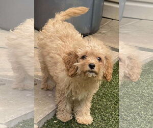 Cavapoo Dogs for adoption in Lewistown, PA, USA