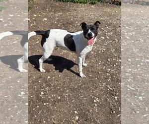Mutt Dogs for adoption in Crandall, GA, USA