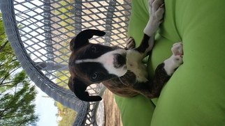 Medium Photo #3 Boxer-German Shepherd Dog Mix Puppy For Sale in Phoenix, AZ, USA