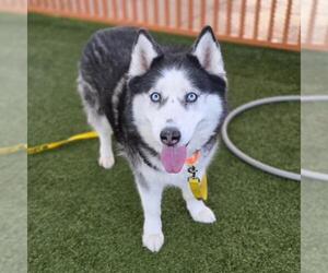 Siberian Husky-Unknown Mix Dogs for adoption in Las Vegas, NV, USA